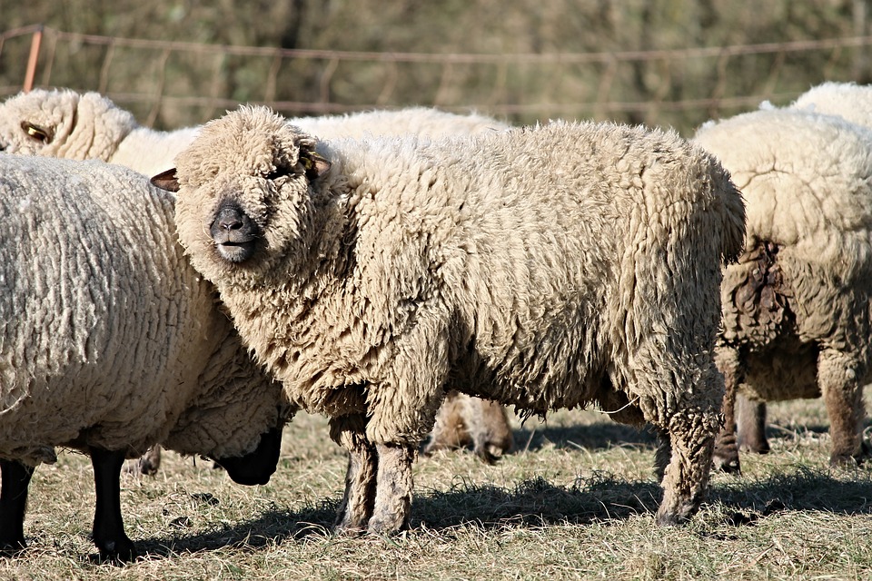 la filatura della lana - succido
